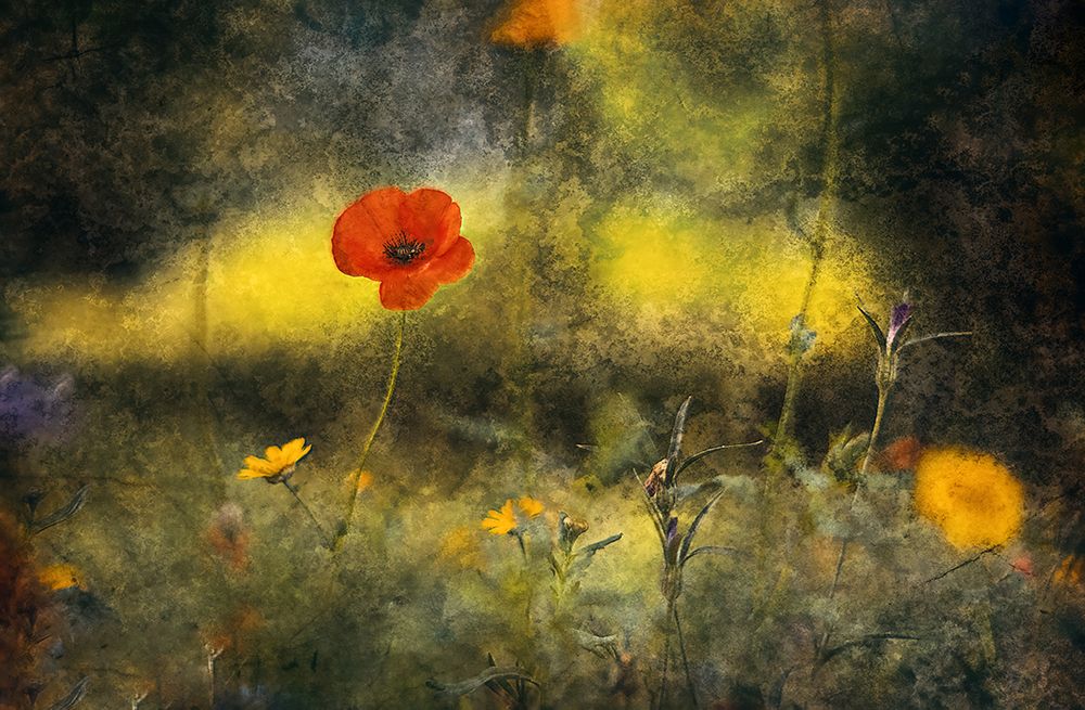 Poppy art print by Jan Van Der for $57.95 CAD