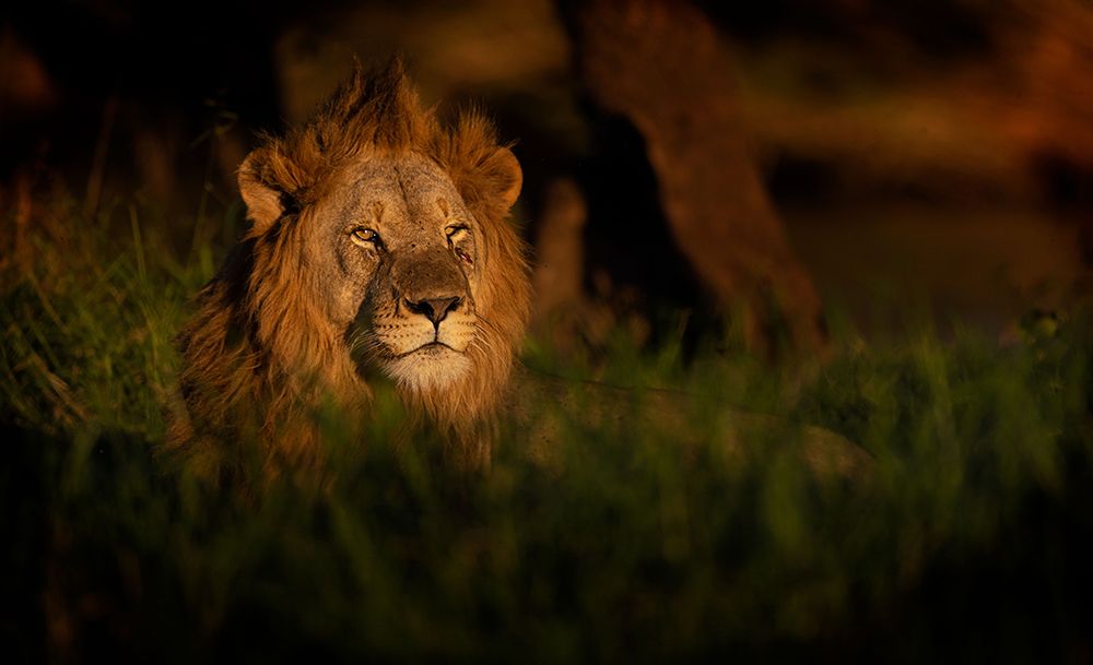 The King art print by Amnon Eichelberg for $57.95 CAD