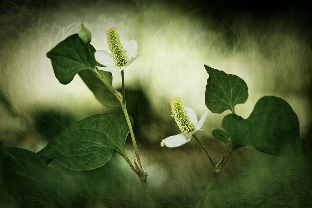 White reminiscence art print by Takiko Hirai for $57.95 CAD