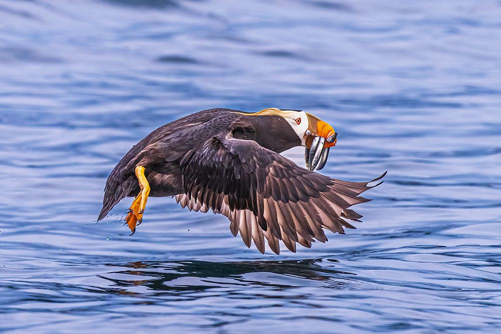 Q...Teach A Puffin To Fish.... art print by Jeffrey C. Sink for $57.95 CAD
