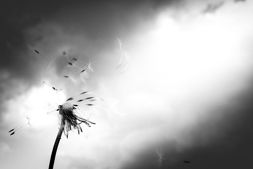 Breath of life art print by Satoru Goto for $57.95 CAD
