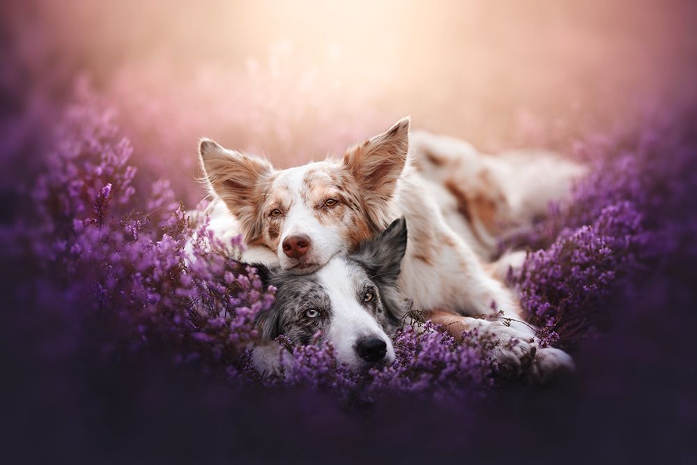 Fluffy Pillow art print by Ve Shandor for $57.95 CAD