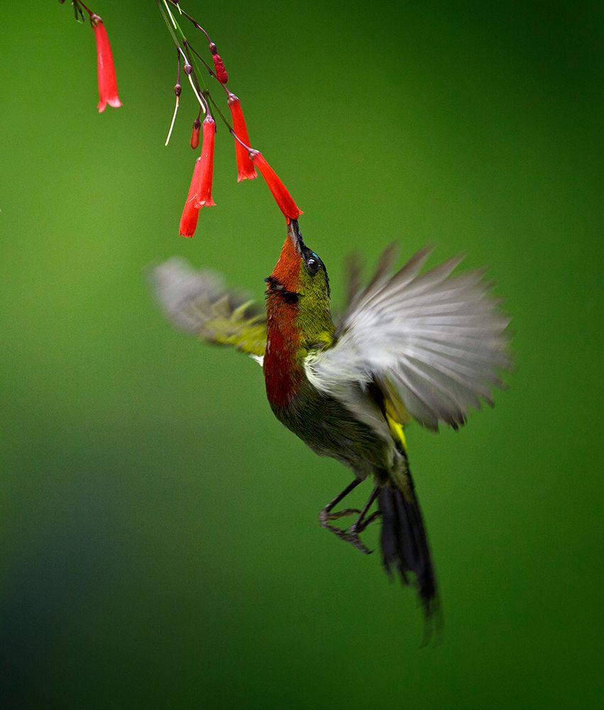 Sunbird 2 art print by Angela Muliani Hartojo for $57.95 CAD