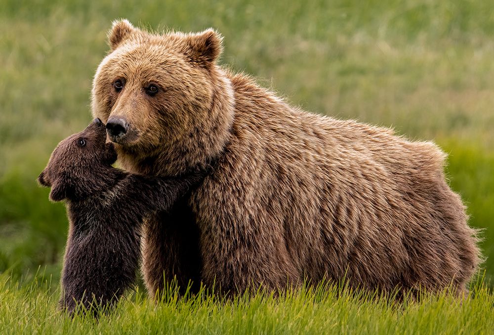 Brown Bear And Cub art print by Randy Christopher for $57.95 CAD