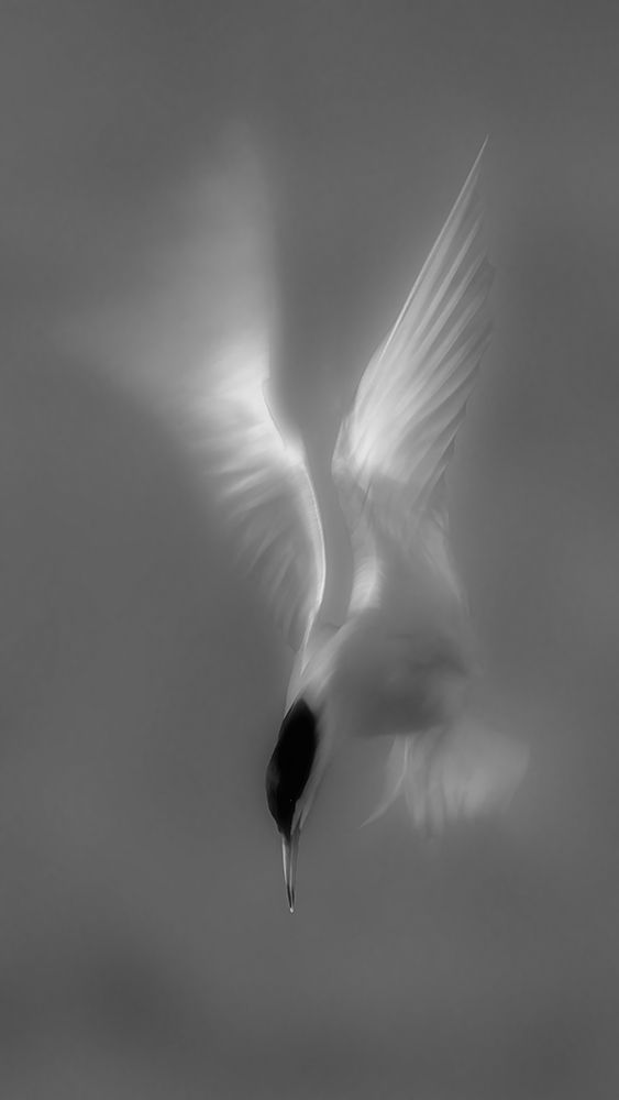 Searching art print by Mei Zhang for $57.95 CAD