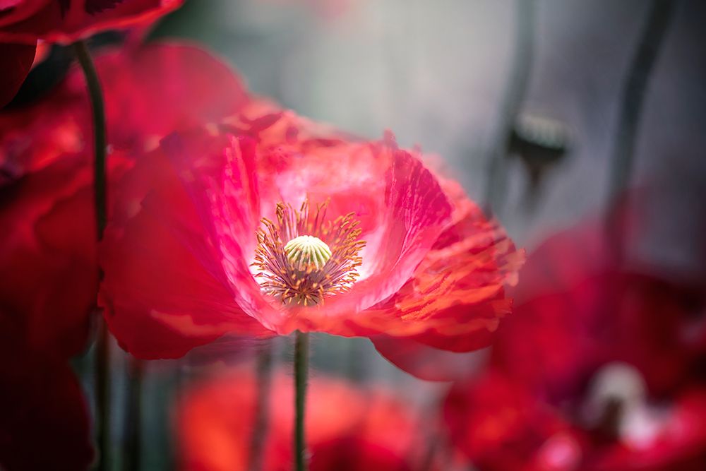 In The Shadows art print by Jacky Parker for $57.95 CAD