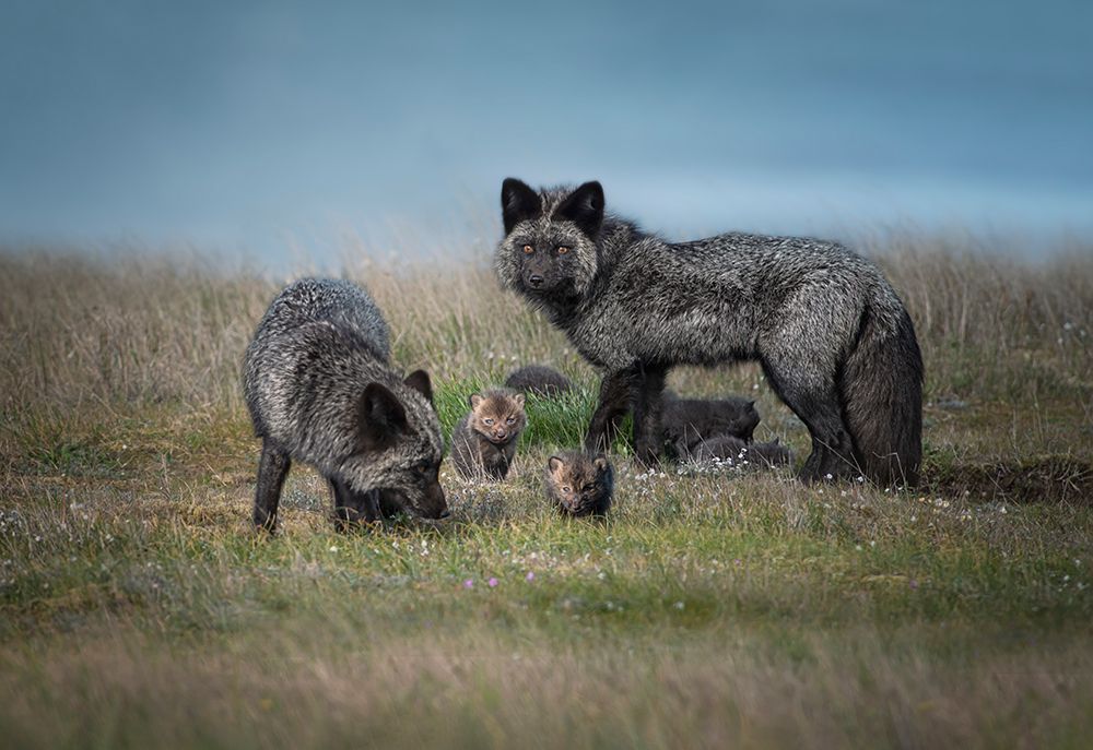 Silver Fox Family art print by Larry Deng for $57.95 CAD