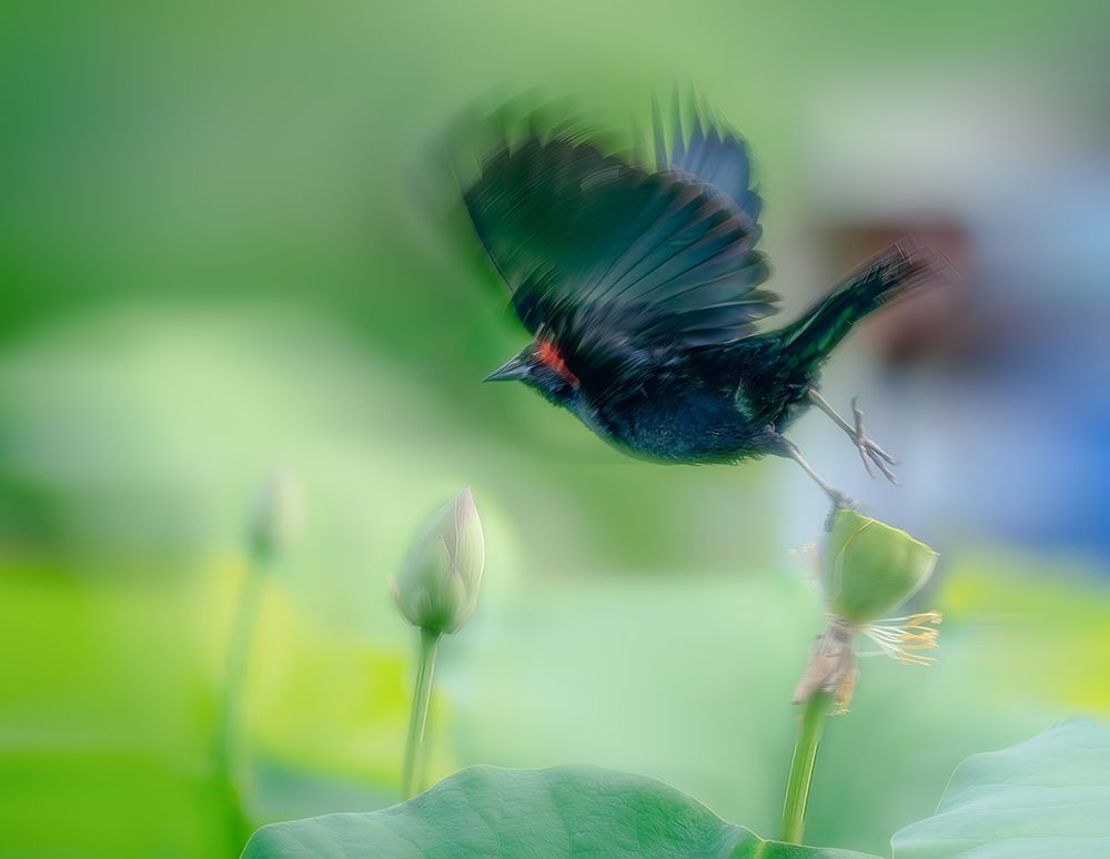 Black Bird Flying Over Lotus Seed Pod art print by Ken Liang for $57.95 CAD