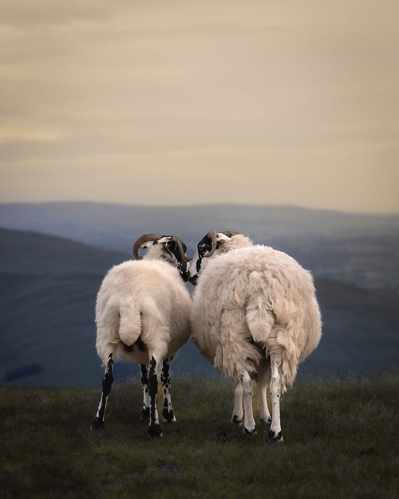 Yorkshire Love art print by Armands Brants for $57.95 CAD