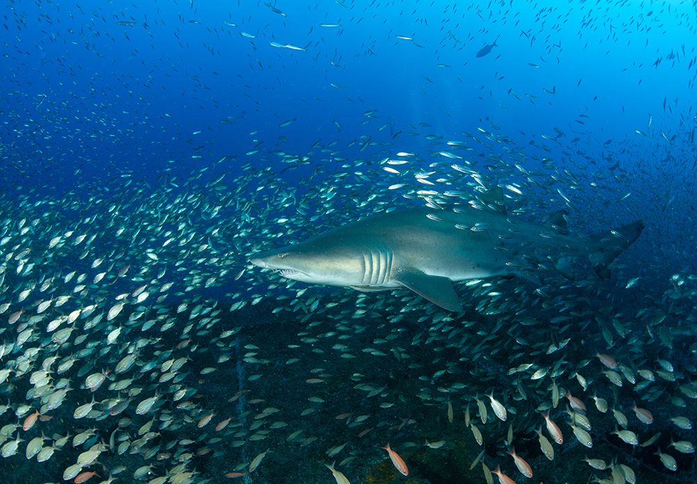 Sand Tiger Shark And Fish art print by Ryan Y Lin for $57.95 CAD