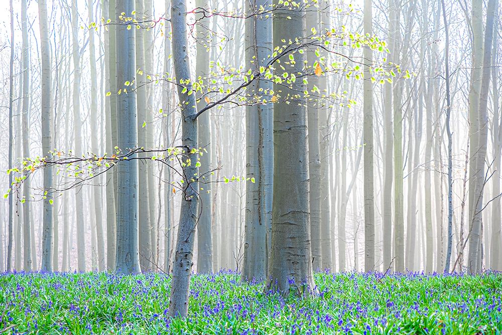 Rebirth Of A New Season art print by Henk Goossens for $57.95 CAD