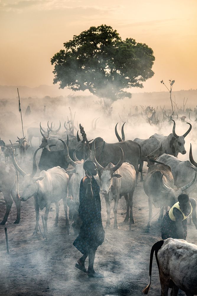 Enveloped In Haze art print by Trevor Cole for $57.95 CAD