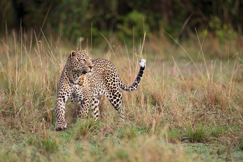Leopard In The Morning art print by Marco Pozzi for $57.95 CAD