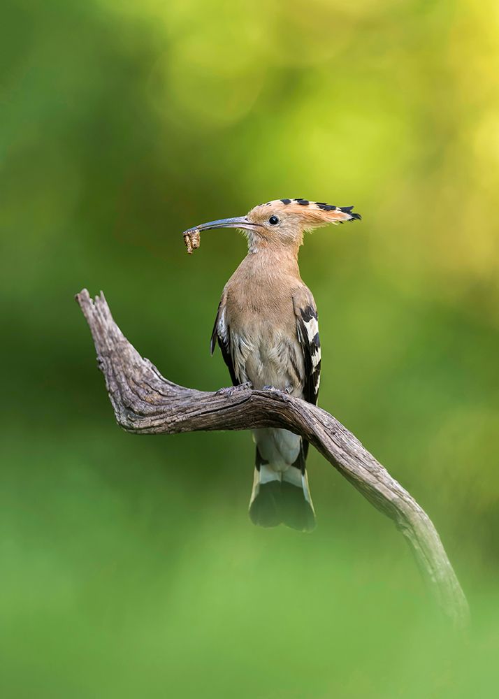 Hoopoe art print by Eddy Helsen for $57.95 CAD