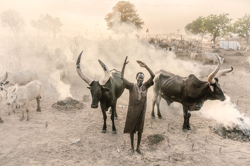 At One With My Cattle art print by Trevor Cole for $57.95 CAD