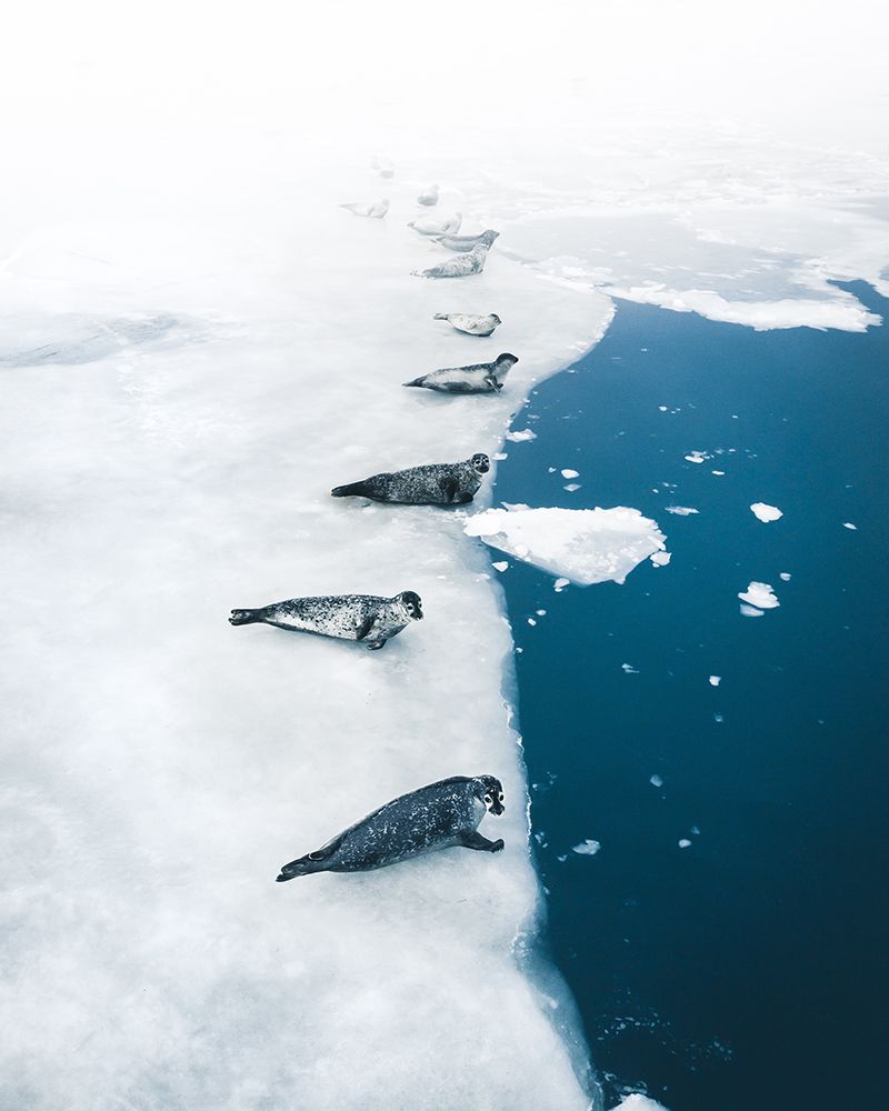Seal Gang art print by Witold Ziomek for $57.95 CAD