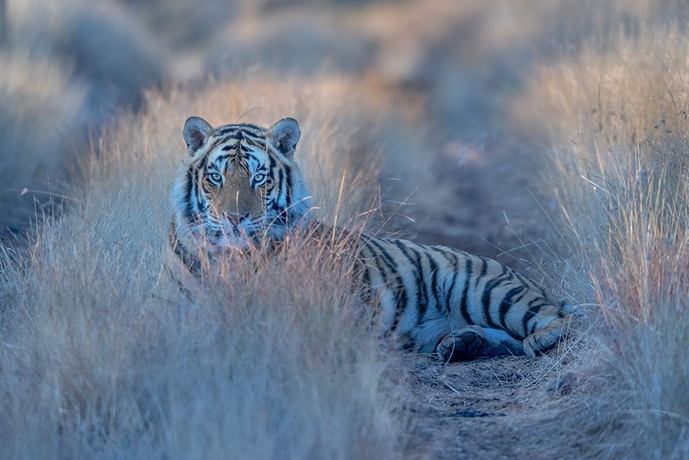 Cool Morning Tiger art print by Min Li for $57.95 CAD