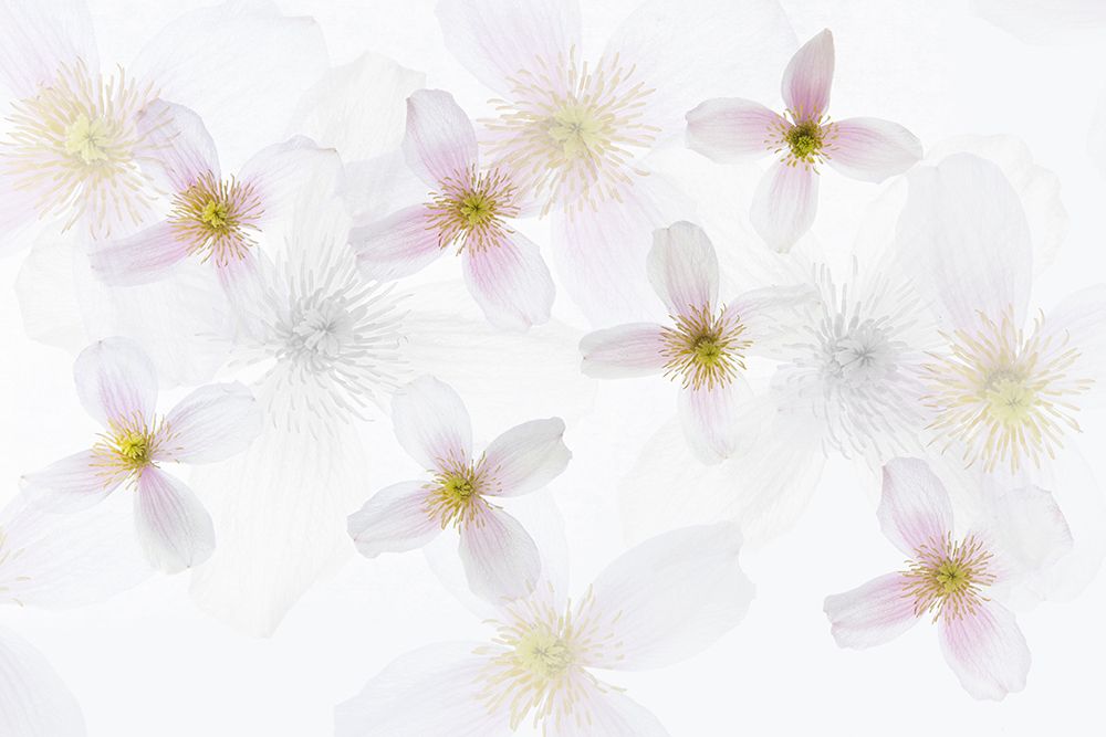 Clematis Art art print by Brigitte Van Krimpen for $57.95 CAD