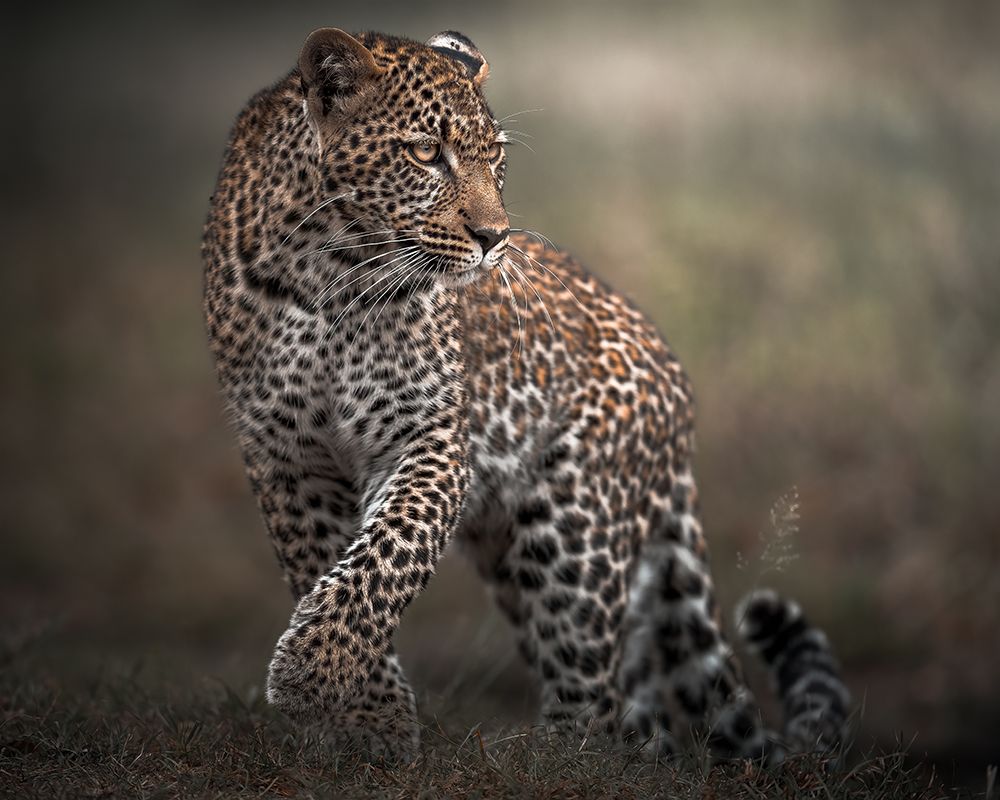 Surprise art print by Ahmed Sobhi for $57.95 CAD