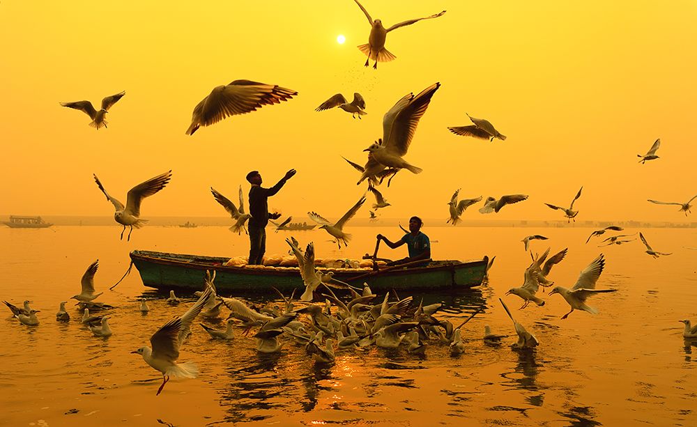 Feeding Birds art print by Debopam Chakraborty for $57.95 CAD