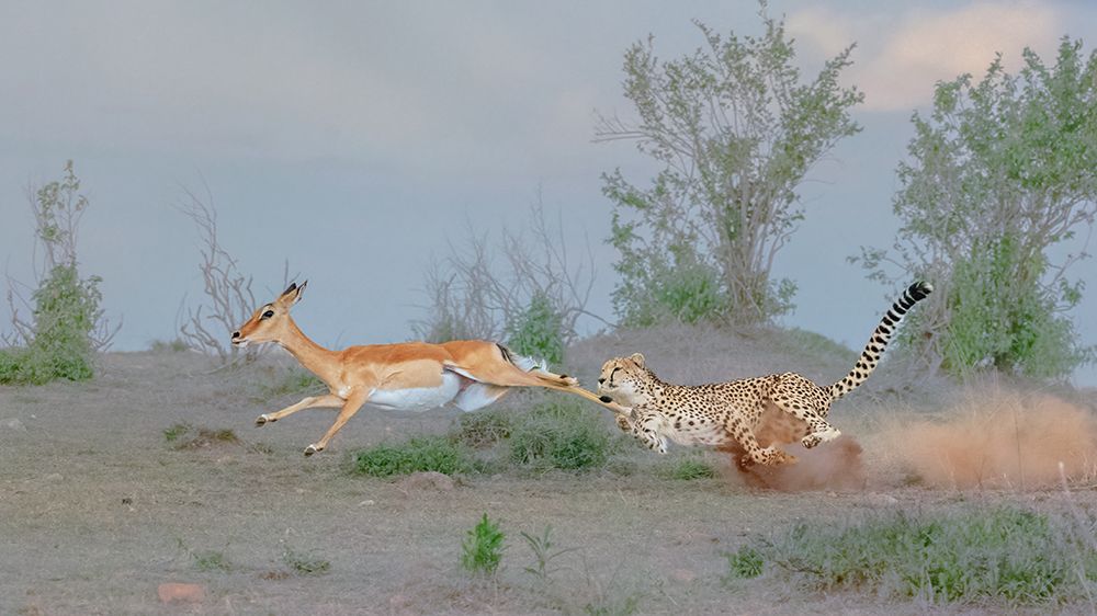 Cheetah Hunting art print by Sheila Xu for $57.95 CAD