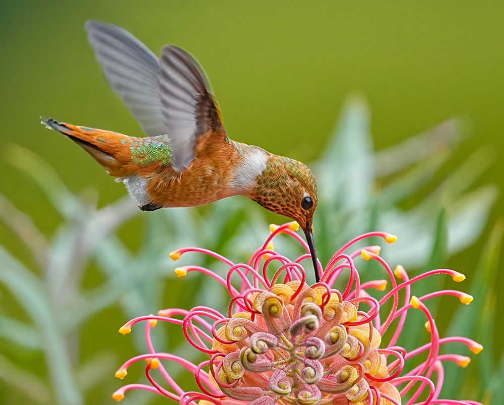 Hummingbird And Grevillea Flower art print by Xiaojian Huang for $57.95 CAD