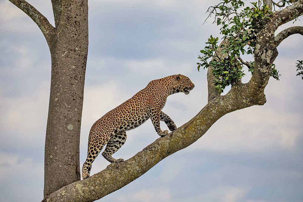 Climbing art print by Alessandro Catta for $57.95 CAD