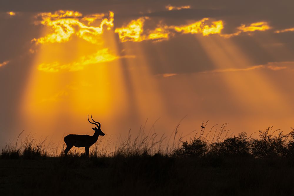 Rays Of Divinity art print by Yogesh Bhatia for $57.95 CAD