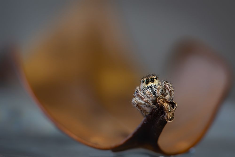 Jumping Spider art print by Ivy Deng for $57.95 CAD