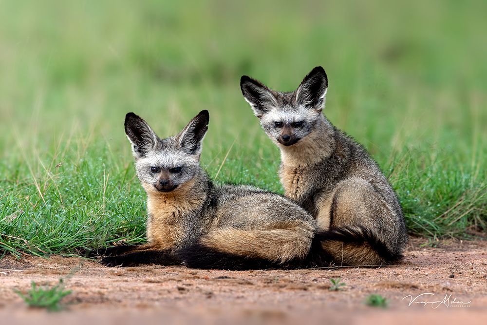 Bat Eared Fox art print by Vinaya Mohan for $57.95 CAD