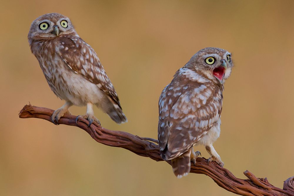 Hatched And  Got Surprised art print by David Manusevich for $57.95 CAD