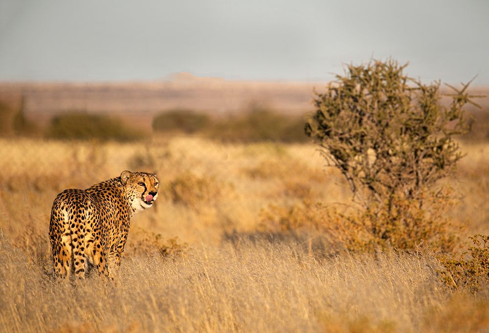Memories Of Africa art print by Iris Wiener for $57.95 CAD