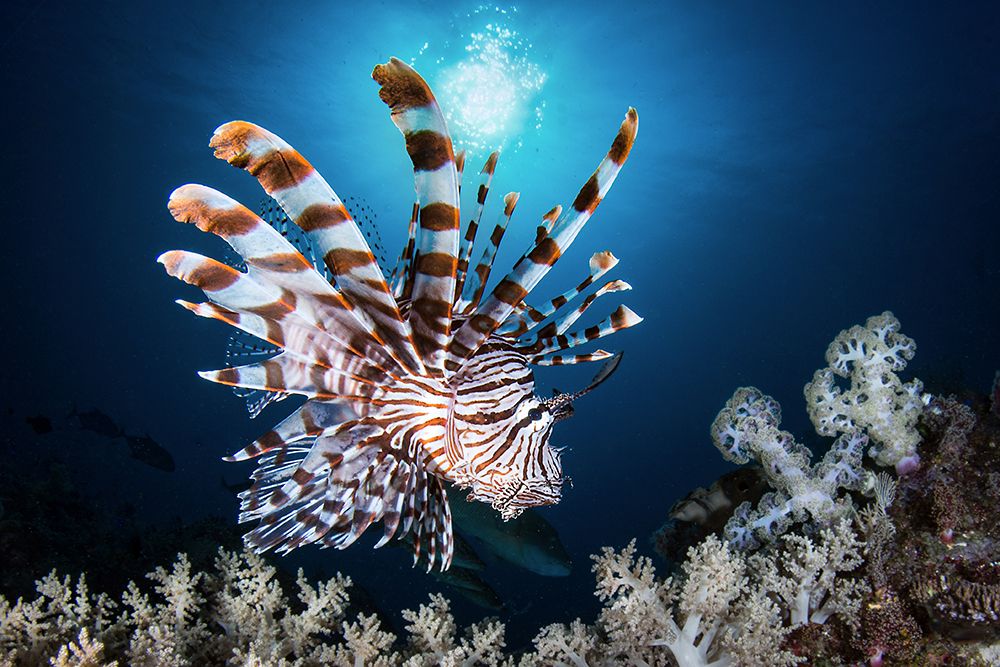 Lionfish art print by Cedric Peneau for $57.95 CAD