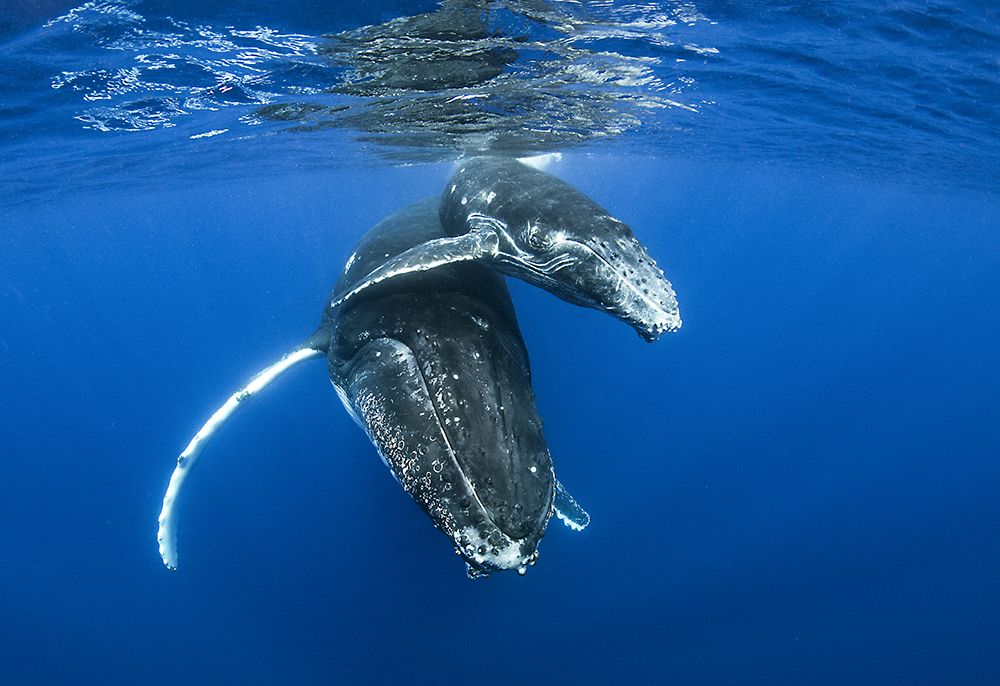 Humpback Whales art print by Cedric Peneau for $57.95 CAD