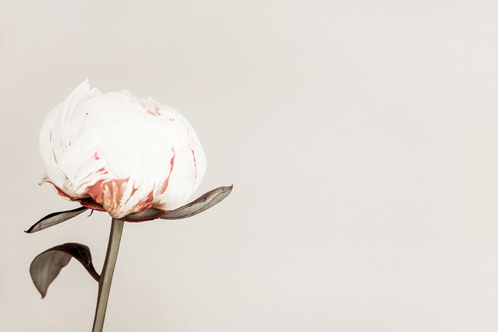 Peony 02 art print by 1x Studio III for $57.95 CAD