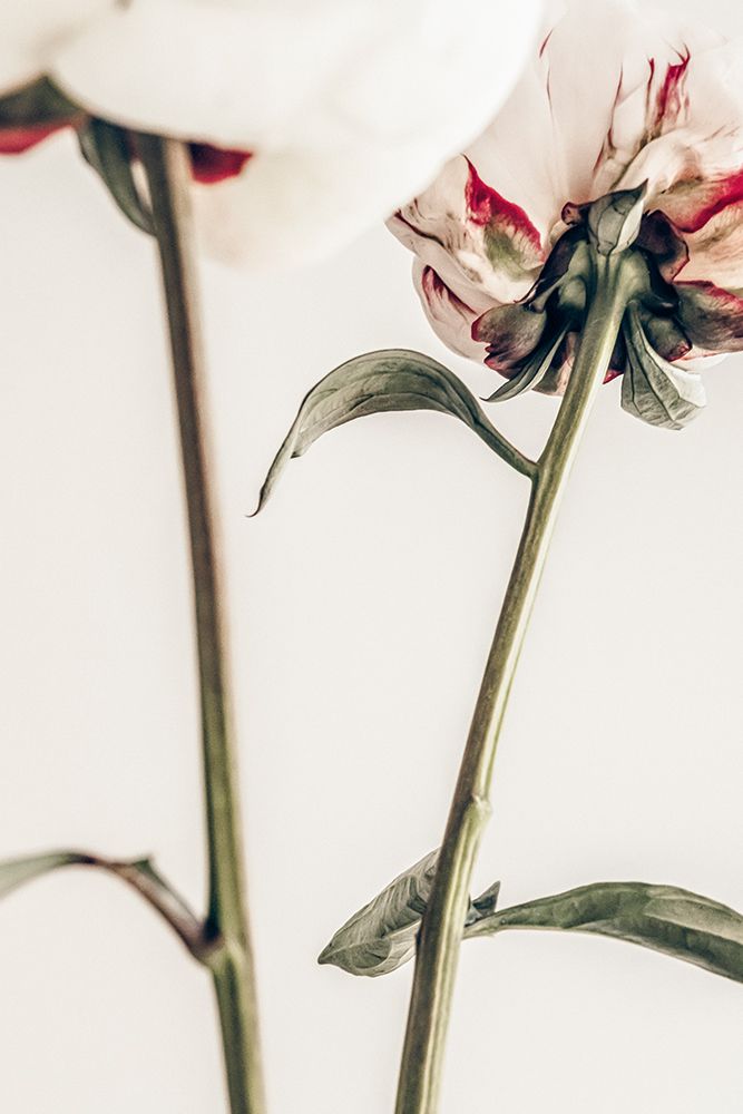 Peony 01 art print by 1x Studio III for $57.95 CAD