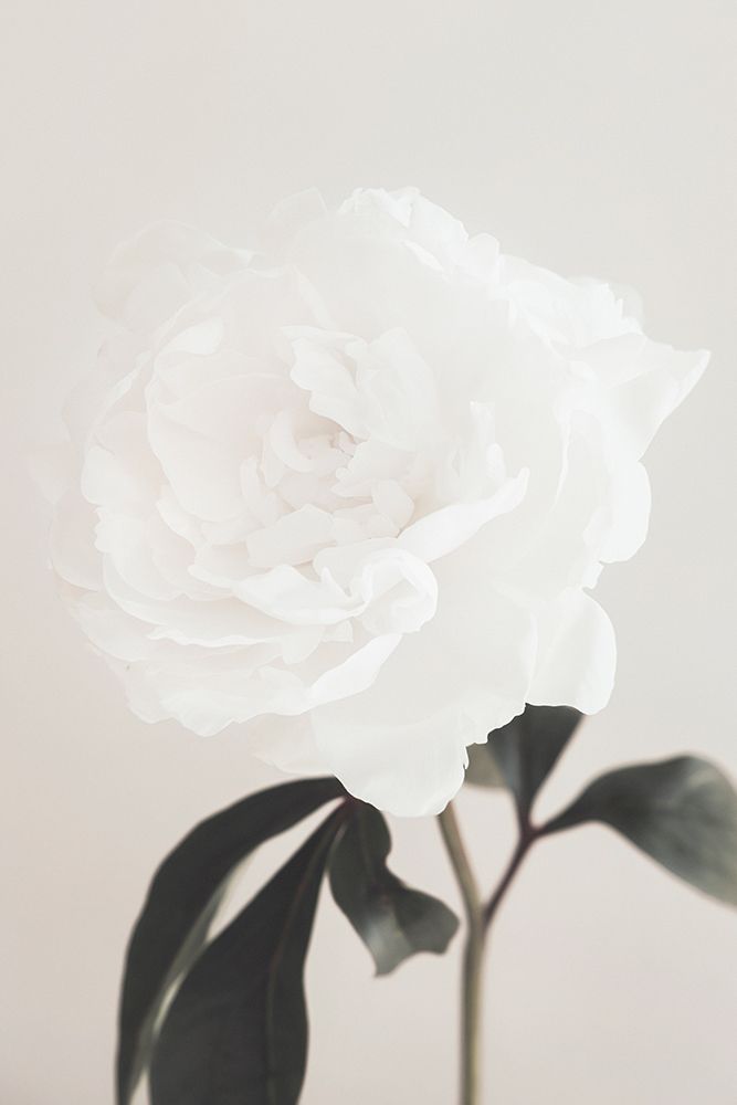 Peony 03 art print by 1x Studio III for $57.95 CAD