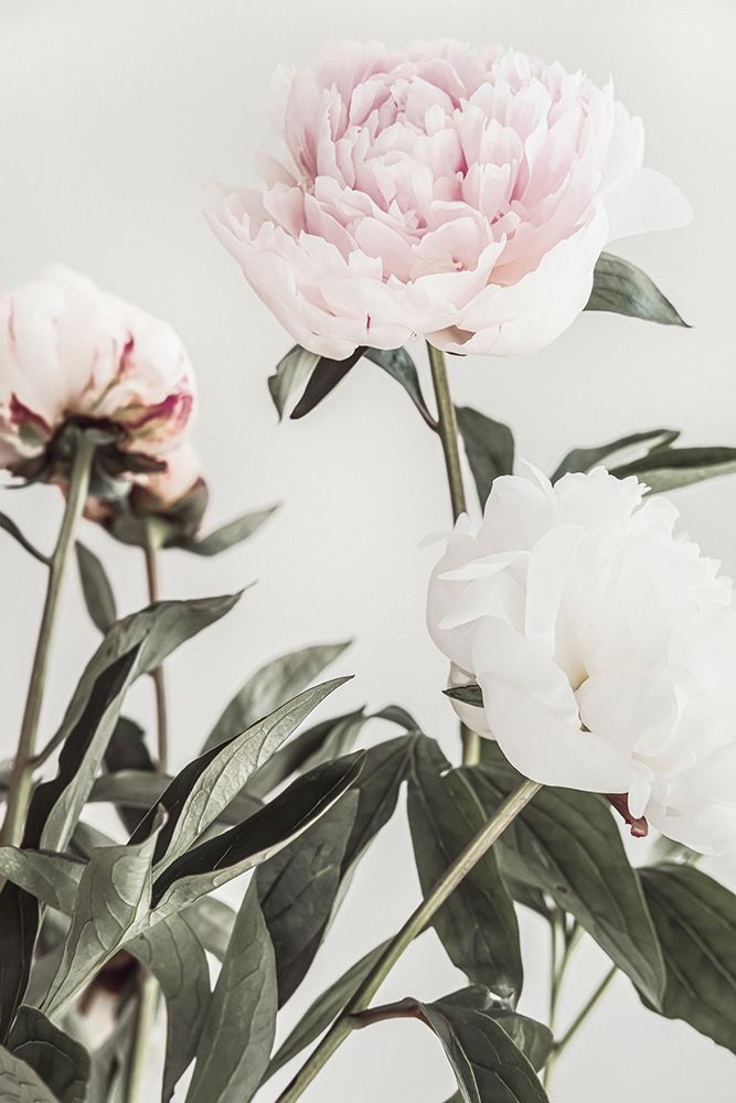 Peony 04 art print by 1x Studio III for $57.95 CAD