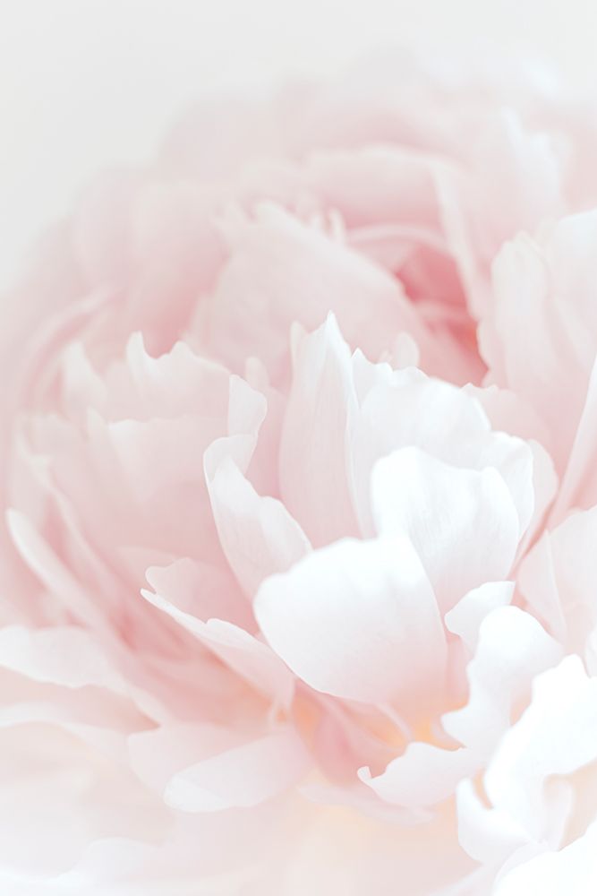 Peony 05 art print by 1x Studio III for $57.95 CAD