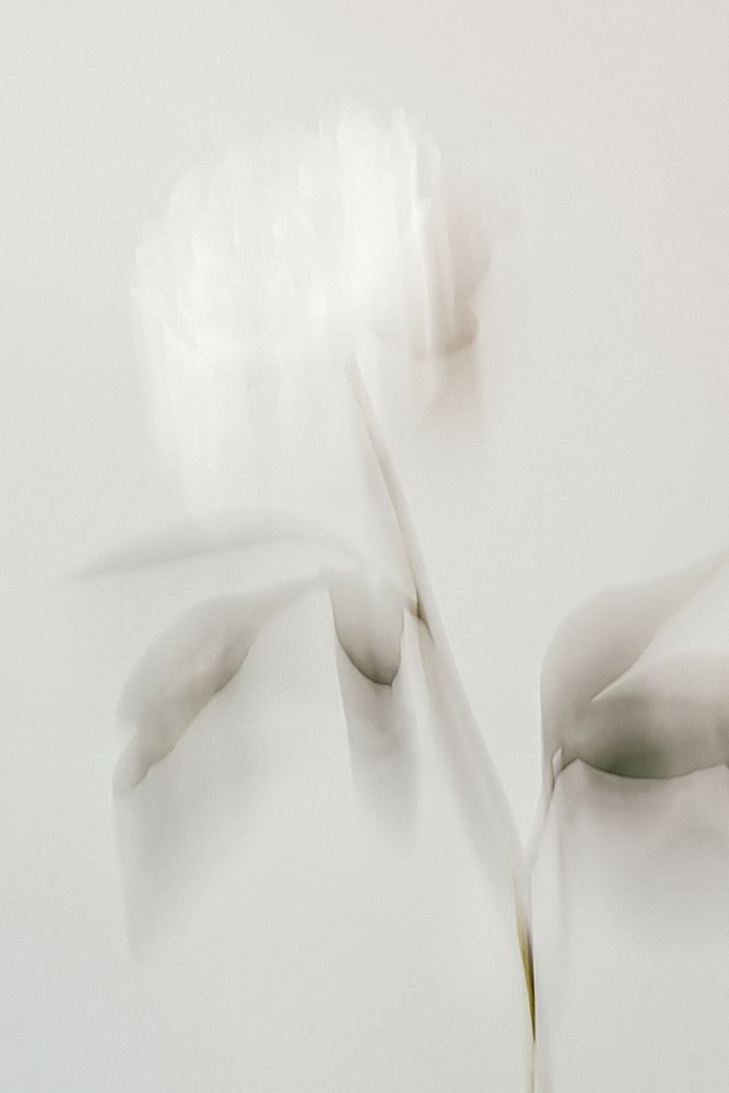 Peony 06 art print by 1x Studio III for $57.95 CAD