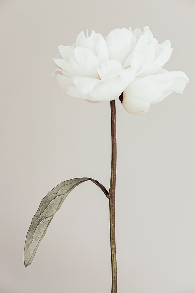 Peony 07 art print by 1X Studio III for $57.95 CAD
