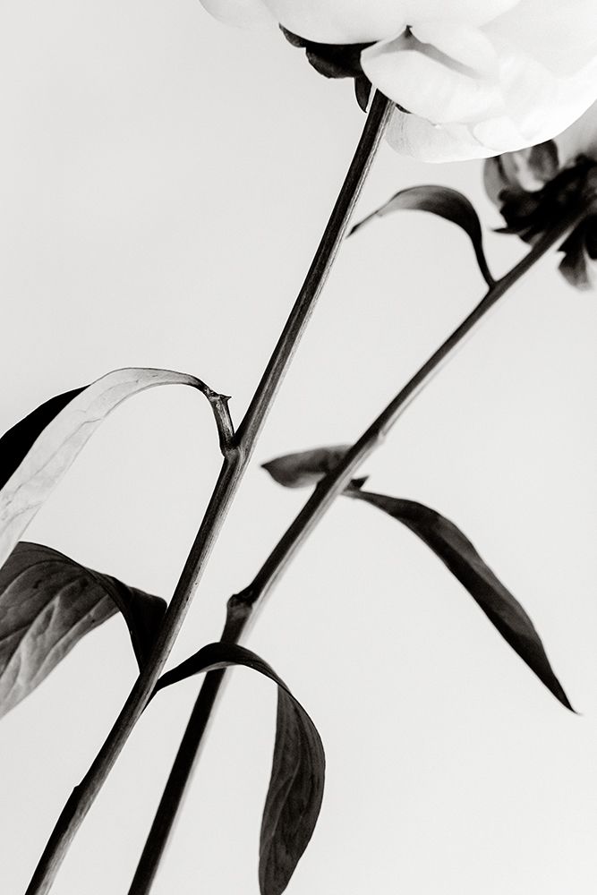 Peony 08 art print by 1x Studio III for $57.95 CAD