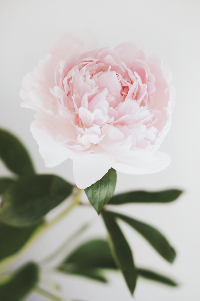 Peony 10 art print by 1x Studio III for $57.95 CAD