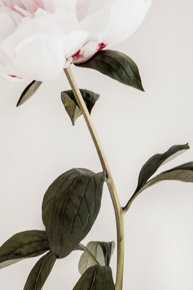 Peony 09 art print by 1x Studio III for $57.95 CAD