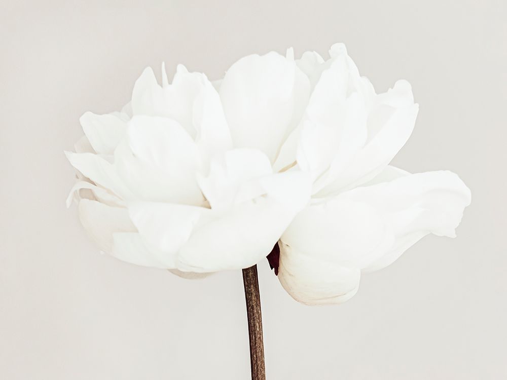 Peony 11 art print by 1x Studio III for $57.95 CAD