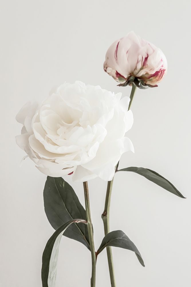 Peony 12 art print by 1x Studio III for $57.95 CAD