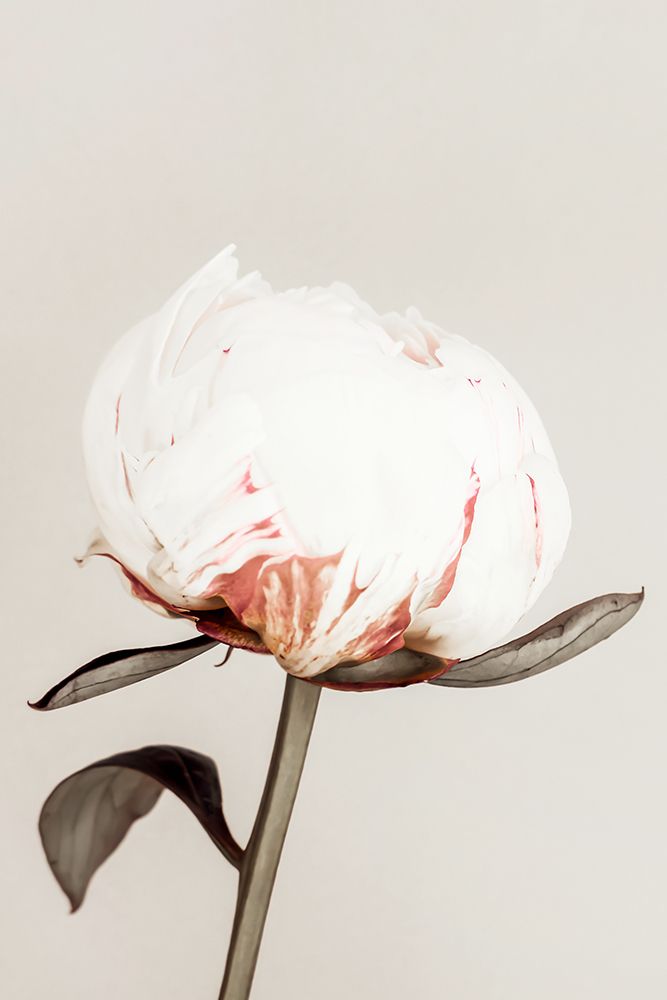 Peony 13 art print by 1x Studio III for $57.95 CAD