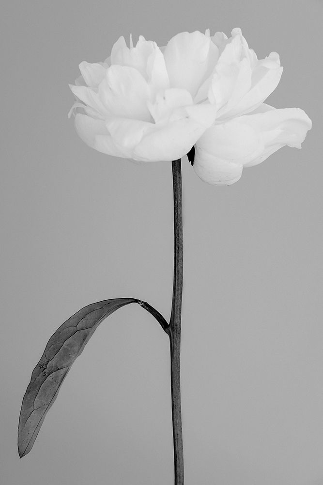 Peony 14 art print by 1x Studio III for $57.95 CAD