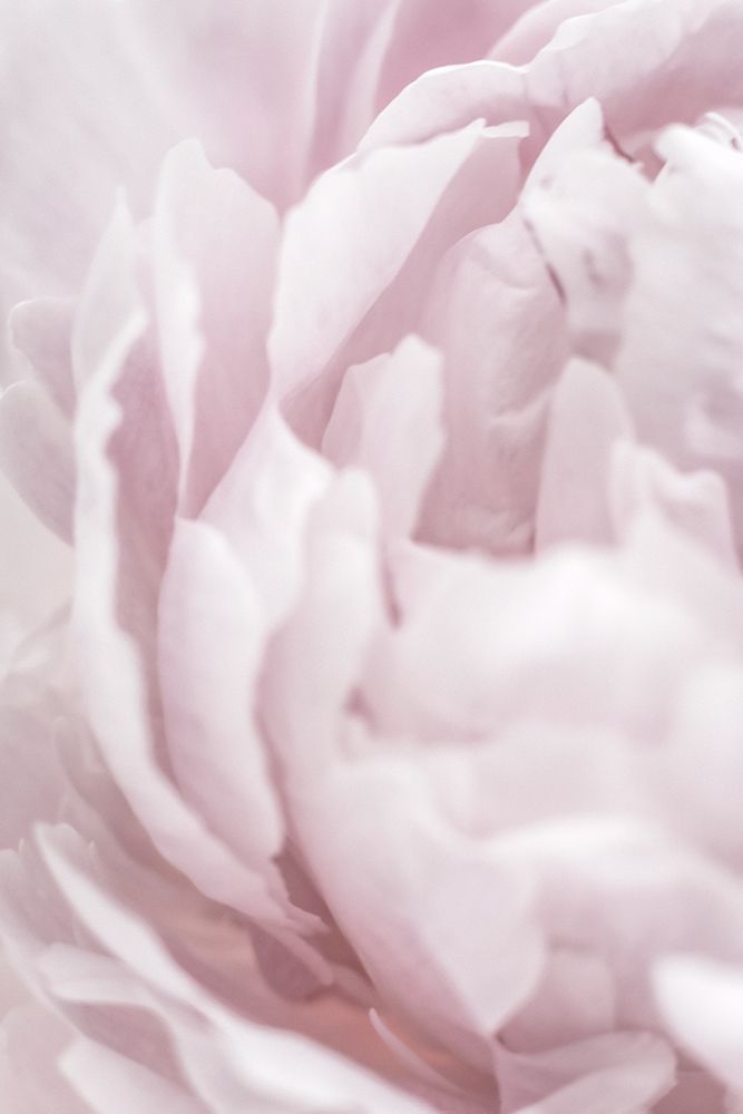 Peony 15 art print by 1x Studio III for $57.95 CAD