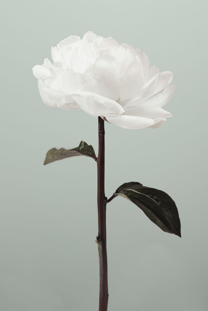 Peony 16 art print by 1x Studio III for $57.95 CAD